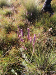 Erica alopecurus