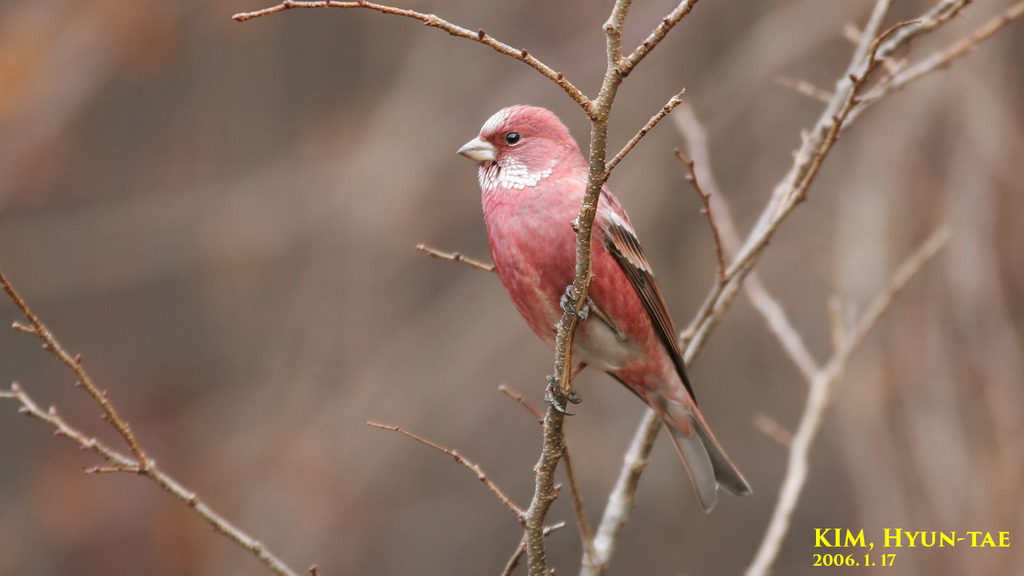 Pallas's Rosefinch