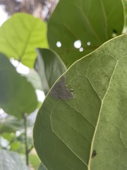 Lepidoptera