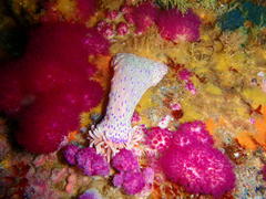 Anthostella stephensoni