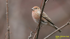 Carpodacus roseus