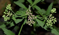 Eupatorium cannabinum
