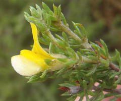 Aspalathus opaca opaca