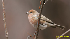 Carpodacus roseus