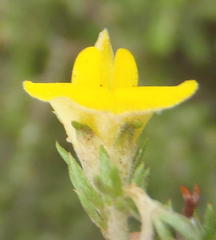 Aspalathus opaca opaca