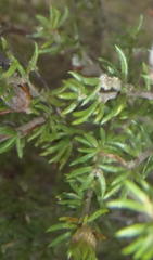 Aspalathus opaca opaca