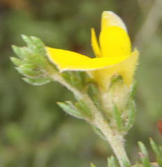 Aspalathus opaca opaca