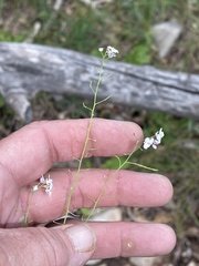 Mostacillastrum subauriculatum