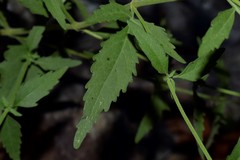 Eupatorium cannabinum