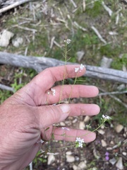 Mostacillastrum subauriculatum