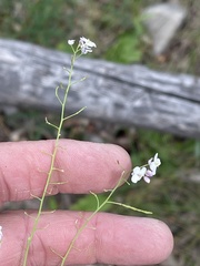 Mostacillastrum subauriculatum