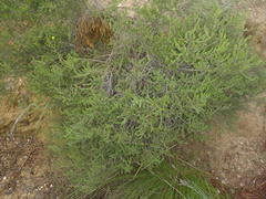 Aspalathus opaca opaca