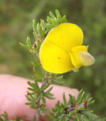 Aspalathus opaca opaca