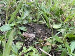 Osteopilus septentrionalis