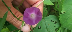 Ipomoea dumetorum