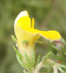 Aspalathus opaca opaca