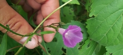 Ipomoea dumetorum