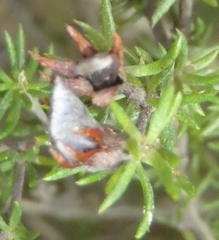 Aspalathus opaca opaca