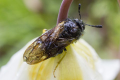 Cimbicidae