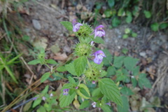 Galeopsis ladanum