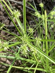 Cyperus echinatus