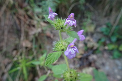 Galeopsis ladanum