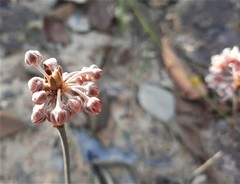 Pterandra pyroidea