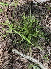 Cyperus echinatus