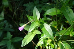 Epilobium alsinifolium