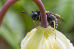 Cimbicidae