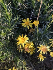 Ericameria linearifolia