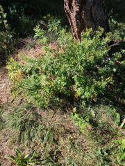 Descurainia tanacetifolia