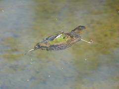 Cinnyris fuscus fuscus