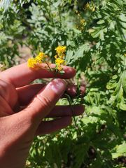 Descurainia tanacetifolia