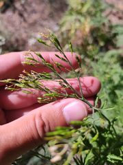 Descurainia tanacetifolia