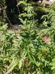 Descurainia tanacetifolia