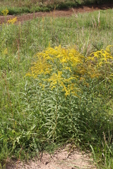 Solidago canadensis