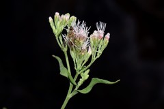 Eupatorium cannabinum