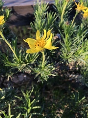 Ericameria linearifolia