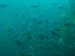 Pachymetopon blochii