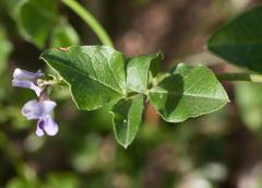 Phaseolinae