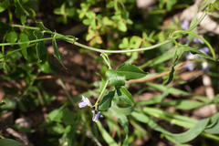 Phaseolinae