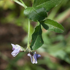 Phaseolinae