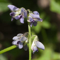 Phaseolinae