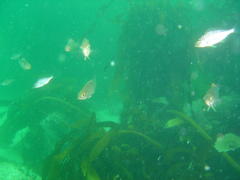 Spondyliosoma emarginatum