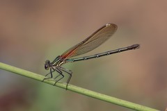 Hetaerina americana