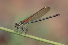 Hetaerina americana