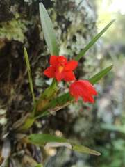 Scaphyglottis imbricata