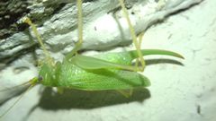 Meconema thalassinum