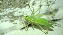 Meconema thalassinum